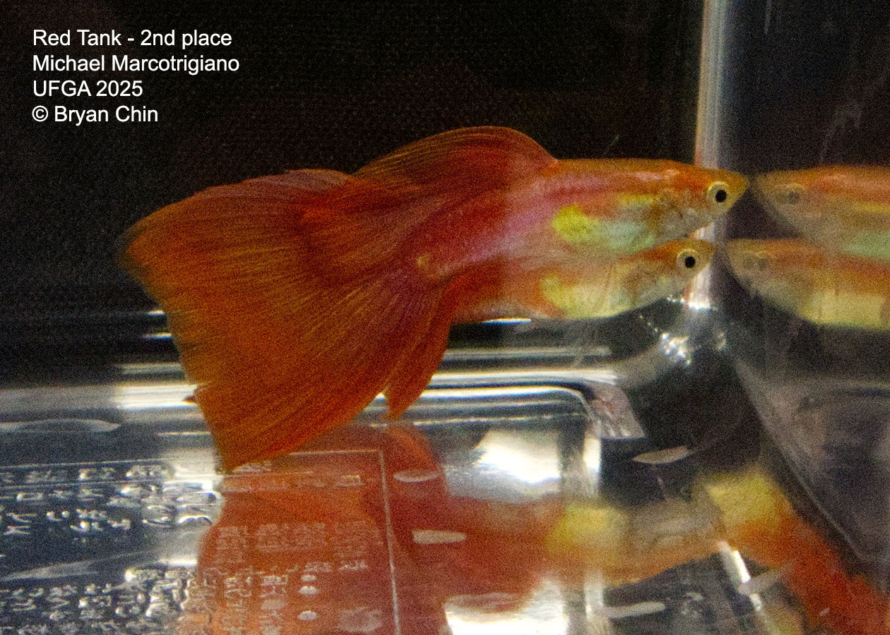 Guppy Red 